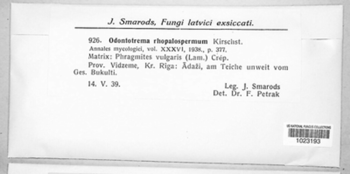 Phragmiticola phragmitis image
